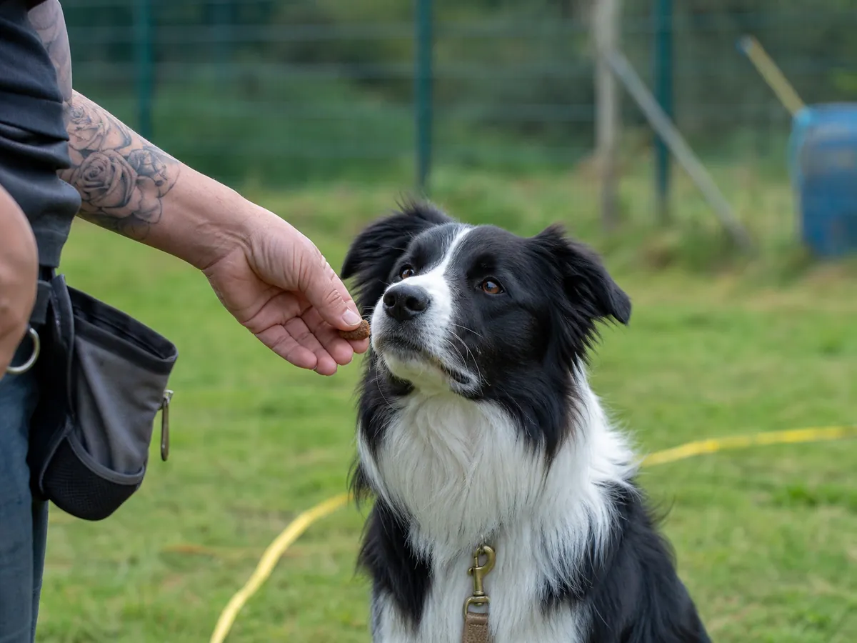 Hundetrainerin übt auf dem Platz mit einem Border Collie, Tätigkeit mit Erlaubnis nach Tierschutzgesetz