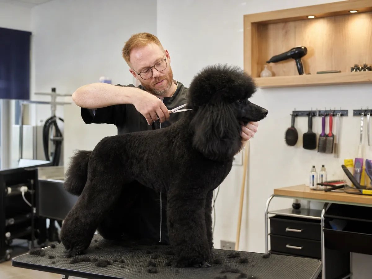 Hundefriseur schneidet in seinem Hundesalon einem Pudel das Fell