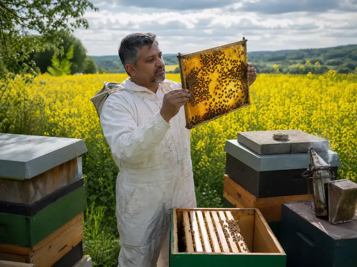 Imker prüft eine Wabe an seinen Bienenkästen am Rand eines blühenden Rapsfelds