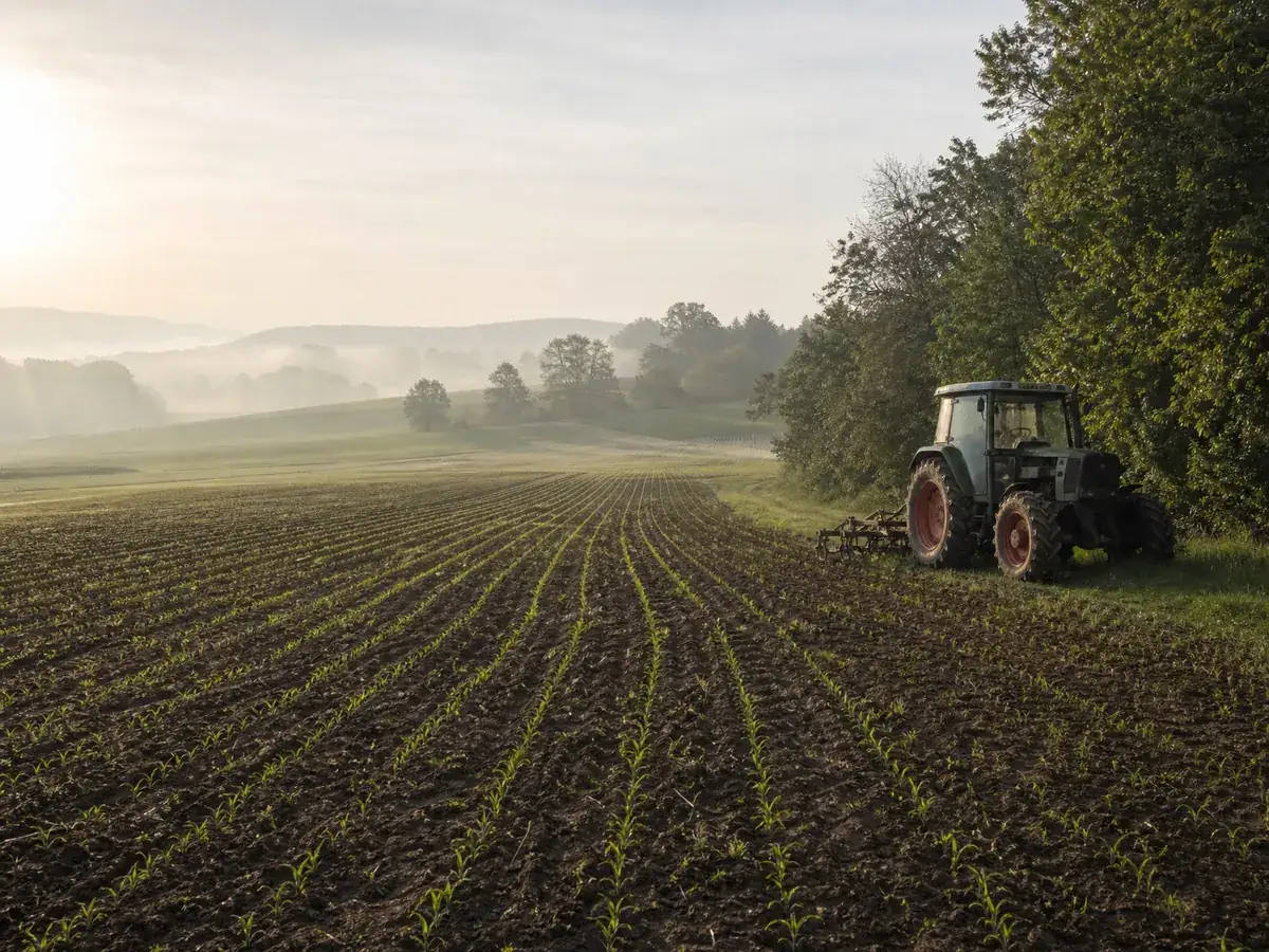 Ackerfläche mit jungem Getreide und Traktor als Grundlage der Agrarförderung für Junglandwirte