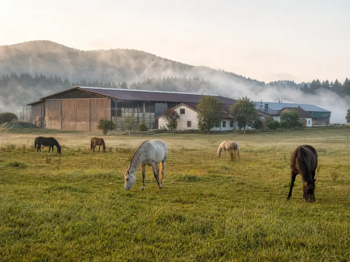 Pferde grasen auf der Weide eines Reitbetriebs mit Hof und Reithalle im Morgennebel